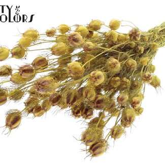 QC Getrocknete Jungfer im Grünen | Farbe: Gelb | Nigella Trockenblumen | Länge ± 45 Zentimeter | Gewicht 150 Gramm | Pro Bund