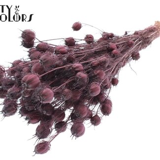 QC Dried Love-in-a-Mist | Colour: Bordeaux Red | Nigella Dried Flowers | Length ± 45 centimetres | Weight 150 grams | Per bunch
