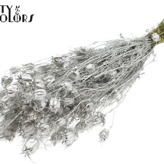 QC Gedroogd Juffertje-in-het-groen | Kleur: Platinakleurig | Nigella Droogbloemen | Lengte ± 45 centimeter | Gewicht 150 gram | Per bos