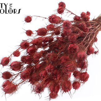 QC Gedroogd Juffertje-in-het-groen | Kleur: Rood | Nigella Droogbloemen | Lengte ± 45 centimeter | Gewicht 150 gram | Per bos