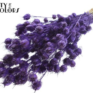 QC Gedroogd Juffertje-in-het-groen | Kleur: Paars | Nigella Droogbloemen | Lengte ± 45 centimeter | Gewicht 150 gram | Per bos