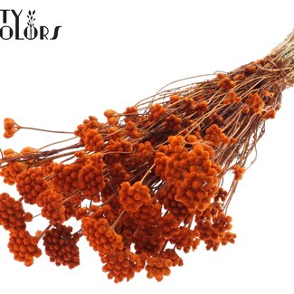 QC Gedroogde Lona | Kleur: Oranje | Lonas Annua Droogbloemen | Lengte ± 50 centimeter | Per bos