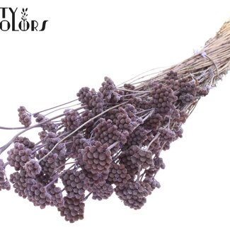 QC Dried Lona | Colour: Frosted Milkapurple | Lonas Annua Dried Flowers | Length ± 50 centimetres | Per bunch