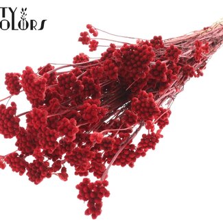 QC Dried Lona | Colour: Red | Lonas Annua Dried Flowers | Length ± 50 centimetres | Per bunch