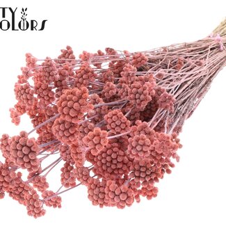 QC Getrocknete Lona | Farbe: Frosted Rosa | Lonas Annua Trockenblumen | Länge ± 50 Zentimeter | Pro Bund