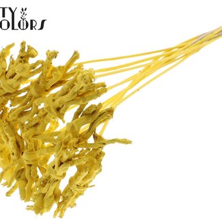 QC Decorative Coco Rose posy on stick | Colour: Yellow | Coco Rose posy pick | Pick length ± 50 centimetre | 10 picks per bunch