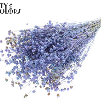 QC Dried Lino flax | Colour: Multicoloured Light Blue | Linum Dried Flowers | Length ± 50 centimeter | Weight 150 gram | Per bunch