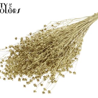 QC Gedroogd Lino Vlas | Kleur: Goudkleurig met Glitter | Linum Droogbloemen | Lengte ± 50 centimeter | Gewicht 150 gram | Per bos