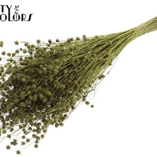 QC Gedroogd Lino Vlas | Kleur: Mintgroen | Linum Droogbloemen | Lengte ± 50 centimeter | Gewicht 150 gram | Per bos
