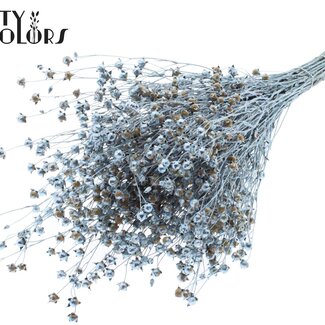 QC Gedroogd Lino Vlas | Kleur: Blauw Metallic | Linum Droogbloemen | Lengte ± 50 centimeter | Gewicht 150 gram | Per bos