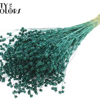 QC Getrockneter Lino Flachs | Farbe: Türkis | Linum Trockenblumen | Länge ± 50 Zentimeter | Gewicht 150 Gramm | Pro Bund