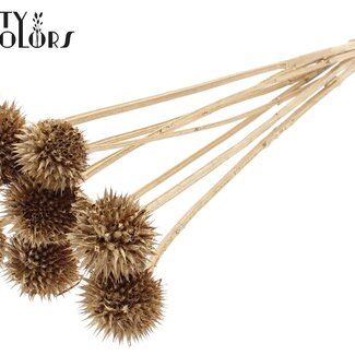 QC Leeuwenstaart op steel | Kleur: Antiek Goudkleurig | Leonotis Leonurus Bijsteker | Lengte ± 50 centimeter | 10 bijstekers per bos | Per bos