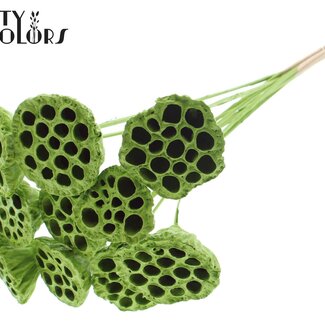 QC Dried Lotus Pods on Stick | Colour: Light Green | Lotus Diameter 5 - 7 centimetres | Stick Length ± 50 centimetres | 10 sticks per bunch