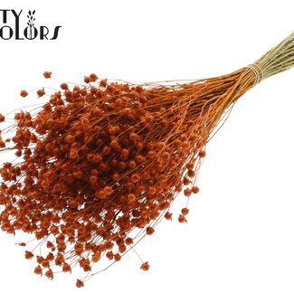 QC Gedroogd Lino Vlas | Kleur: Oranje | Linum Droogbloemen | Lengte ± 50 centimeter | Gewicht 150 gram | Per bos