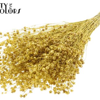 QC Gedroogd Lino Vlas | Kleur: Geel Metallic | Linum Droogbloemen | Lengte ± 50 centimeter | Gewicht 150 gram | Per bos