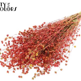 QC Dried Lino Flax | Colour: Multicoloured Red | Linum Dried Flowers | Length ± 50 centimetres | Weight 150 grams | Per bunch