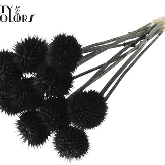 QC Lion's Tail on Stem | Colour: Black | Leonotis Leonurus Insert | Length ± 50 centimetres | 10 inserts per bunch | Per bunch
