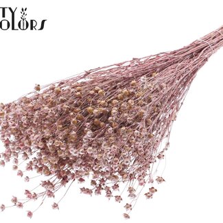 QC Dried Lino Flax | Colour: Red Metallic | Linum Dried Flowers | Length ± 50 centimetres | Weight 150 grams | Per bunch