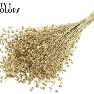 QC Getrockneter Lino Flachs | Farbe: Goldfarben | Linum Trockenblumen | Länge ± 50 Zentimeter | Gewicht 150 Gramm | Pro Bund