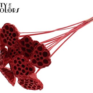 QC Getrocknete Lotusfruchtstände auf Stiel | Farbe: Rot | Durchmesser Lotus 5 - 7 Zentimeter | Länge der Einstecker ± 50 Zentimeter | 10 Einstecker pro Bund
