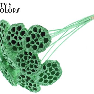 QC Dried Lotus Pods on Stick | Colour: Mint Green | Lotus Diameter 5 - 7 centimetres | Stick Length ± 50 centimetres | 10 sticks per bunch
