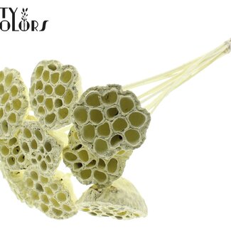 QC Dried Lotus Pods on Stick | Colour: Cream | Lotus Diameter 5 - 7 centimetres | Stick Length ± 50 centimetres | 10 sticks per bunch