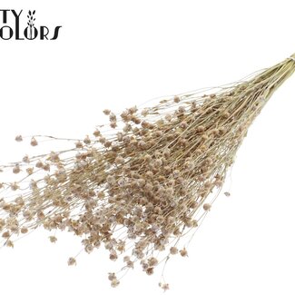 QC Dried Lino Flax | Colour: Frosted Natural White | Linum Dried Flowers | Length ± 50 centimetres | Weight 150 grams | Per bunch