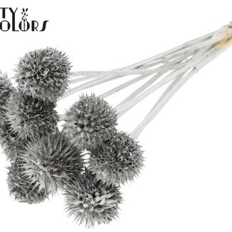 QC Leeuwenstaart op steel | Kleur: Platinakleurig | Leonotis Leonurus Bijsteker | Lengte ± 50 centimeter | 10 bijstekers per bos | Per bos