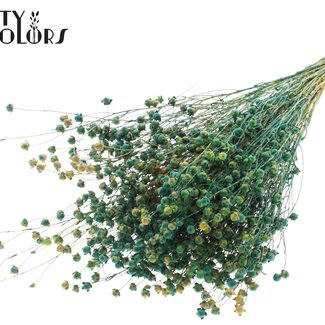 QC Gedroogd Lino Vlas | Kleur: Meerkleurig Groen | Linum Droogbloemen | Lengte ± 50 centimeter | Gewicht 150 gram | Per bos
