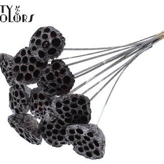 QC Dried Lotus Pods on Stick | Colour: Graphite Grey Metallic | Lotus Diameter 5 - 7 centimetres | Stick Length ± 50 centimetres | 10 sticks per bunch