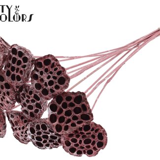 QC Gedroogde Lotus Peulen op stok | Kleur: Rood Metallic | Diameter Lotus 5 - 7 centimeter | Lengte bijsteker ± 50 centimeter | 10 bijstekers per bos
