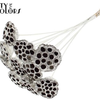 QC Dried Lotus Pods on stick | Colour: Platinum-coloured | Lotus Diameter 5 - 7 centimetres | Stick length ± 50 centimetres | 10 sticks per bunch