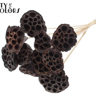 QC Gedroogde Lotus Peulen op stok | Kleur: Naturel Bruin | Diameter Lotus 5 - 7 centimeter | Lengte bijsteker ± 50 centimeter | 10 bijstekers per bos