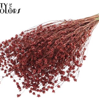QC Gedroogd Lino Vlas | Kleur: Terracotta | Linum Droogbloemen | Lengte ± 50 centimeter | Gewicht 150 gram | Per bos