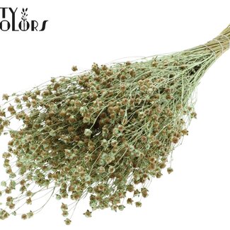 QC Gedroogd Lino Vlas | Kleur: Pearl Mintgroen | Linum Droogbloemen | Lengte ± 50 centimeter | Gewicht 150 gram | Per bos