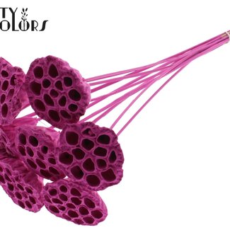 QC Dried Lotus Pods on Stick | Colour: Cherry-Coloured | Lotus Diameter 5 - 7 centimetres | Stick Length ± 50 centimetres | 10 sticks per bunch