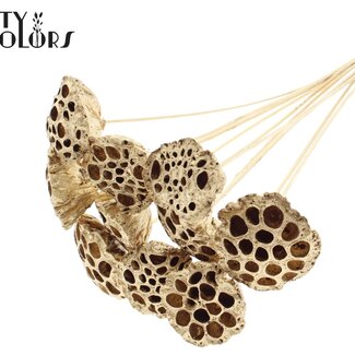 QC Dried Lotus Pods on Stick | Colour: Antique Gold | Lotus Diameter 5 - 7 centimetres | Stick Length ± 50 centimetres | 10 sticks per bunch