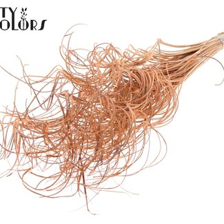 QC Dried Palm Leaf Vein | Curly Ting Ting | Colour: Frosted Salmon | Length ± 70 centimetres | 3 sprigs per bunch | 33 bunches per bundle | Per bundle