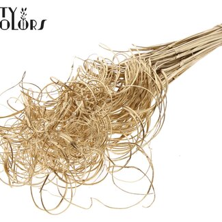 QC Dried Palm Leaf Vein | Curly Ting Ting | Colour: Antique Gold | Length ± 70 centimetres | 3 sprigs per bunch | 33 bunches per bouquet | Per bouquet