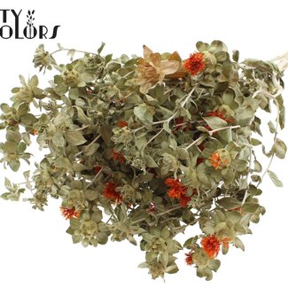 QC Dried Carthamus | Colour: Natural Orange | Safflower or Bidens Dried Flowers | Per bunch