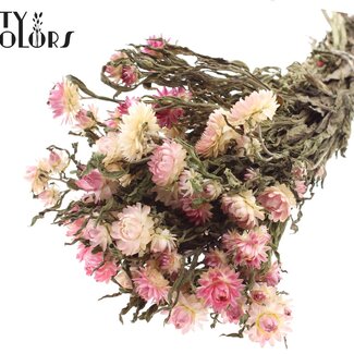 QC Gedroogde Strobloem | Kleur: Natuurlijk Roze | Helichrysum Droogbloemen | Lengte ± 45 centimeter | Gewicht ± 75 gram | Per bos