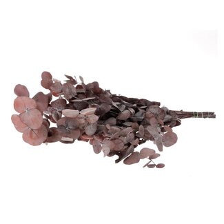 4A Preserved Eucalyptus Cinerea | Colour: Red | Length ± 65 centimeter | Weight 150 gram | Per bunch