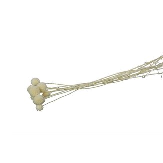 4A Preserved Craspedia | Colour: Natural White | Preserved Drumsticks | Length ± 50 centimeter | Weight 30 gram | 10 stems per bunch | Per bunch