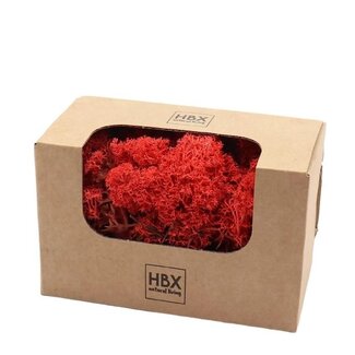 4A Preserved Reindeer Moss | Colour: Red | Dried decoration | Weight 50 gram | Per box