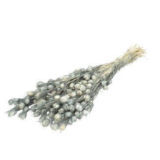 4A Preserved Juffertje-in-het-groen | Colour: Grey | Preserved Nigella | Length ± 55 centimetre | Per bunch