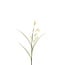 Dried Bunny Tail Artificial Stem | Colour: Beige | Lagurus Ovatus | Length ± 114 centimetre | Per 4 artificial stems