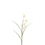 Dried Bunny Tail Artificial Stem | Colour: Beige | Lagurus Ovatus | Length ± 114 centimetre | Per 4 artificial stems