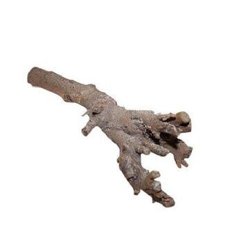 4A Dried Kuwa Root | Colour: Grey | Dried decoration | Length 40 centimeter | Per root