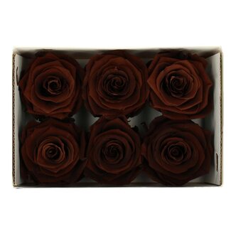 4A Gepreserveerde Rozen | Kleur: Bruin | Diameter 6 centimeter | Per 6 rozen