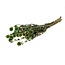 Gepreserveerde Echinops | Kleur: Donkergroen | Gepreserveerde Kogeldistel | Lengte ± 60 centimeter | Per bos